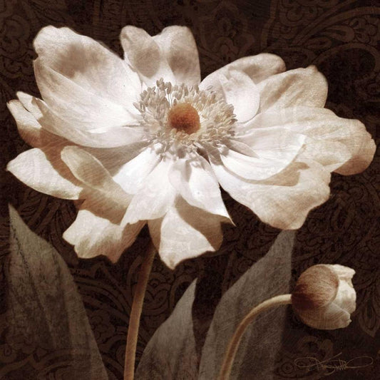 Image Only