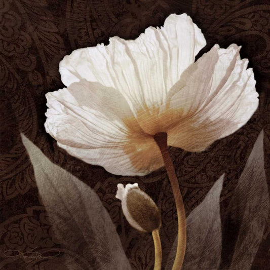 Image Only
