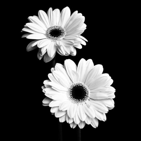 Gerbera Portrait I White Modern Wood Framed Art Print by Maihara, Jeff