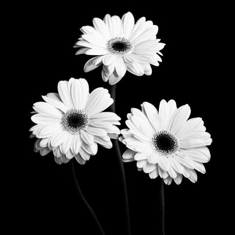 Gerbera Portrait II Black Modern Wood Framed Art Print by Maihara, Jeff