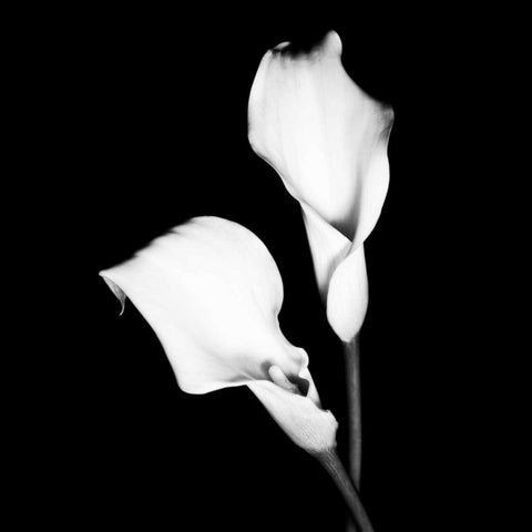 Calla Portrait I White Modern Wood Framed Art Print by Maihara, Jeff