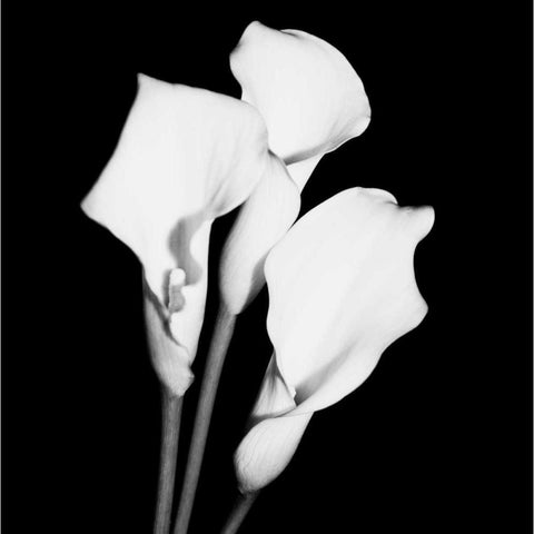 Calla Portrait II White Modern Wood Framed Art Print by Maihara, Jeff