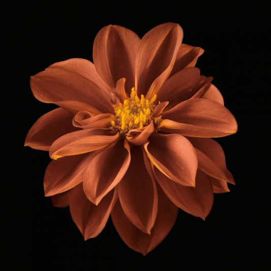 Image Only