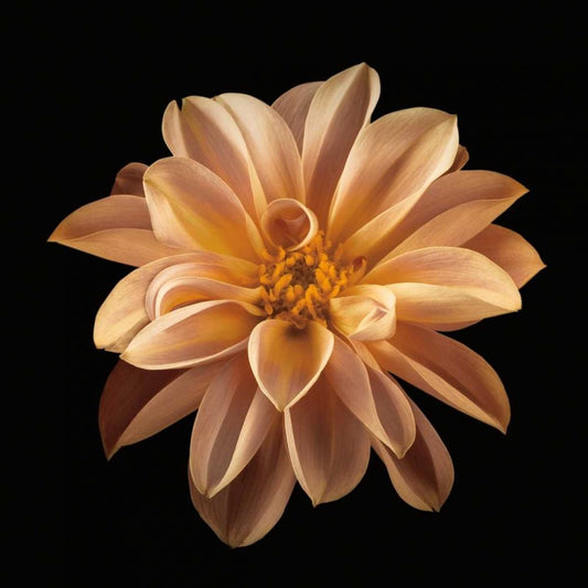 Image Only