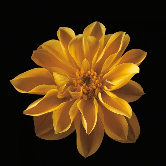 Image Only