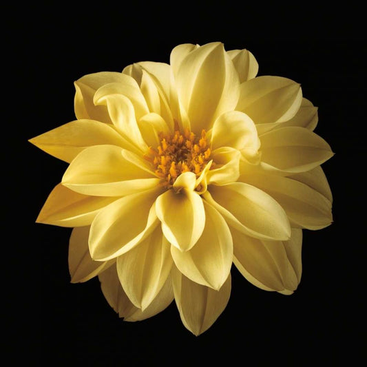 Image Only