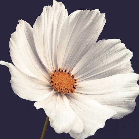 Image Only