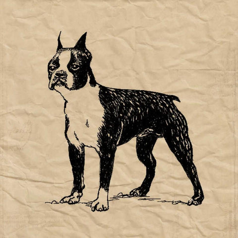 Boston Terrier Black Modern Wood Framed Art Print with Double Matting by Berg, Sabine