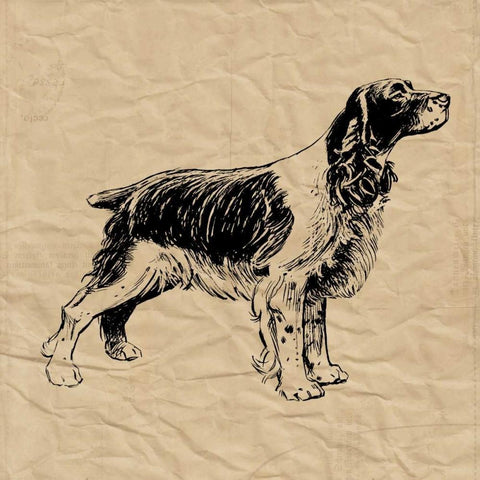 Spaniel Black Ornate Wood Framed Art Print with Double Matting by Berg, Sabine