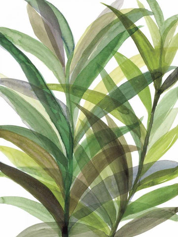 Tropical Greens II Black Ornate Wood Framed Art Print with Double Matting by Meyers, Rebecca