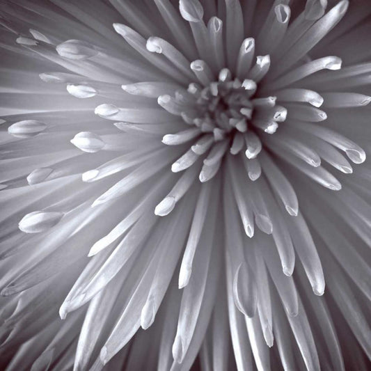 Image Only