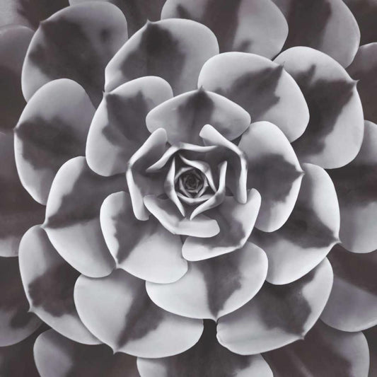 Image Only