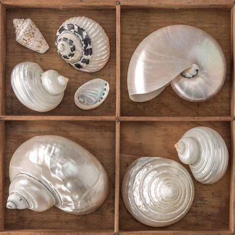 Seashells Treasures I White Modern Wood Framed Art Print with Double Matting by Frank, Assaf