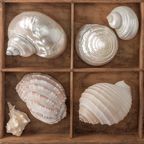 Seashells Treasures II White Modern Wood Framed Art Print by Frank, Assaf