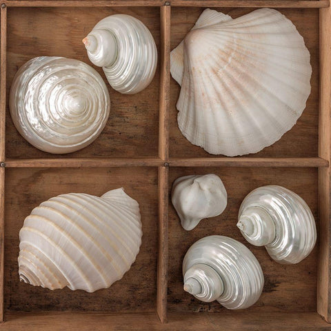 Seashells Treasures III White Modern Wood Framed Art Print with Double Matting by Frank, Assaf