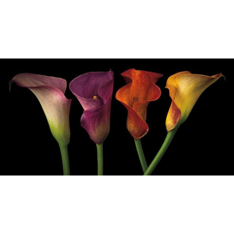 Jewel Calla Lilies Black Modern Wood Framed Art Print with Double Matting by Frank, Assaf