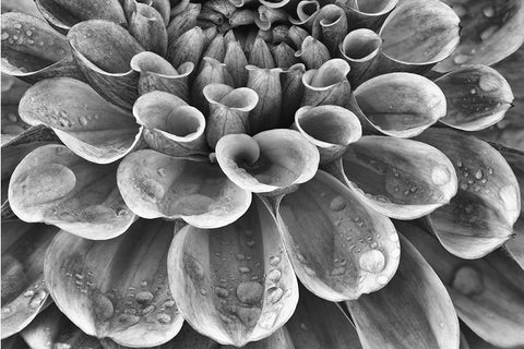 Silver Dahlia Black Ornate Wood Framed Art Print with Double Matting by Frates, Dennis