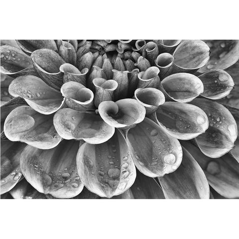 Silver Dahlia Gold Ornate Wood Framed Art Print with Double Matting by Frates, Dennis