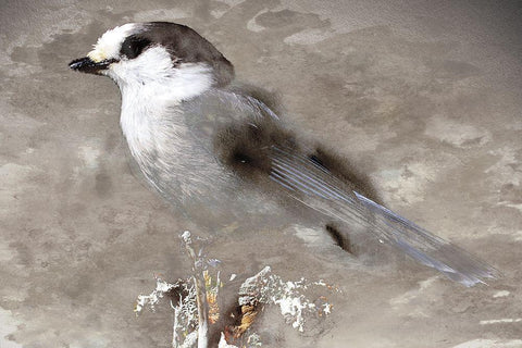 Grey Jay I Black Ornate Wood Framed Art Print with Double Matting by Fontaine, Stephane