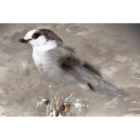 Grey Jay I Gold Ornate Wood Framed Art Print with Double Matting by Fontaine, Stephane