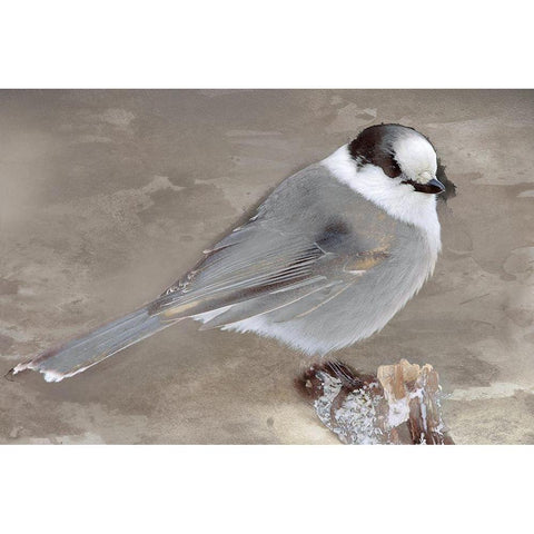 Grey Jay II Black Modern Wood Framed Art Print by Fontaine, Stephane