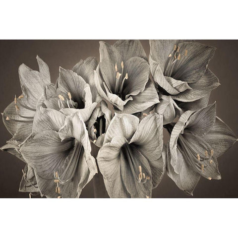 Grand Floral Black Modern Wood Framed Art Print with Double Matting by Frank, Assaf