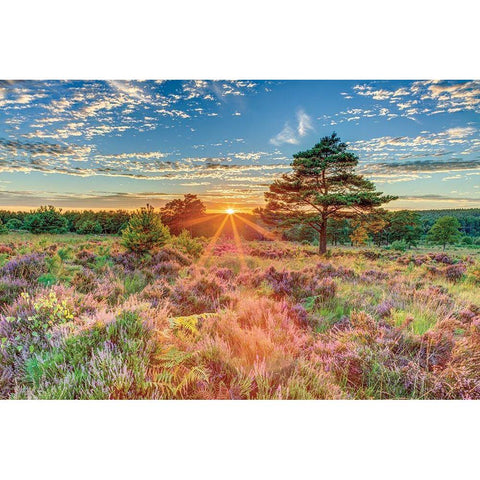 Heathland Sunset Gold Ornate Wood Framed Art Print with Double Matting by Frank, Assaf