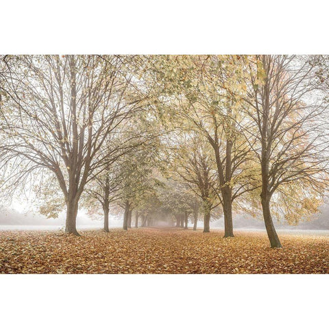 Autumns Peace White Modern Wood Framed Art Print by Frank, Assaf