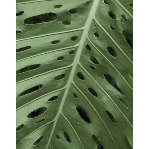 Tropica II White Modern Wood Framed Art Print by Maihara/Watt, Jeff/Boyce