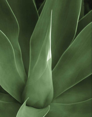 Tropica III White Modern Wood Framed Art Print with Double Matting by Maihara/Watt, Jeff/Boyce