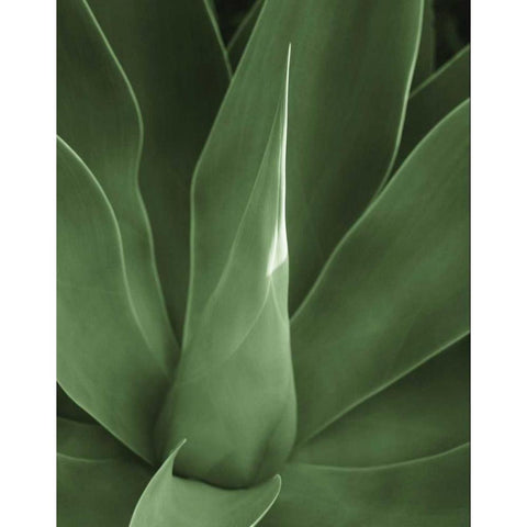 Tropica III Black Modern Wood Framed Art Print by Maihara/Watt, Jeff/Boyce