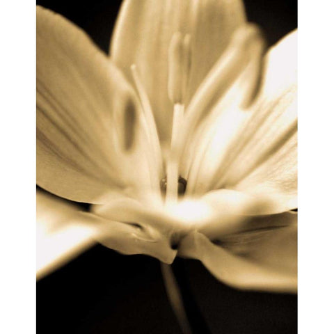 Radiance III Gold Ornate Wood Framed Art Print with Double Matting by Ryan, Cinzia