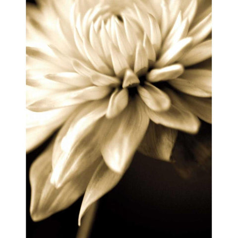 Radiance IV White Modern Wood Framed Art Print by Ryan, Cinzia