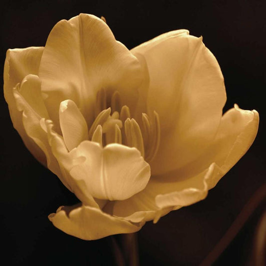 Image Only