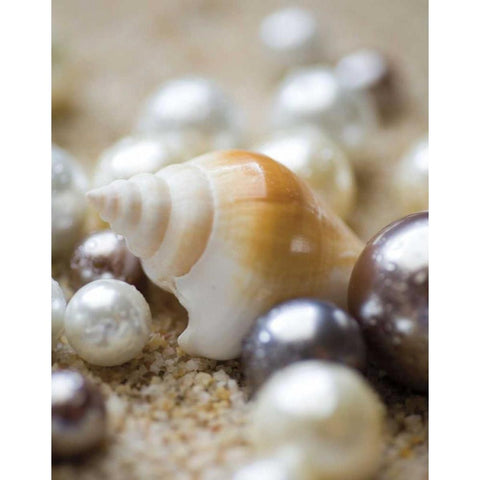 Sea Jewels I Black Modern Wood Framed Art Print with Double Matting by Maihara/Watt, Jeff/Boyce
