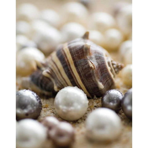 Sea Jewels II White Modern Wood Framed Art Print by Maihara/Watt, Jeff/Boyce
