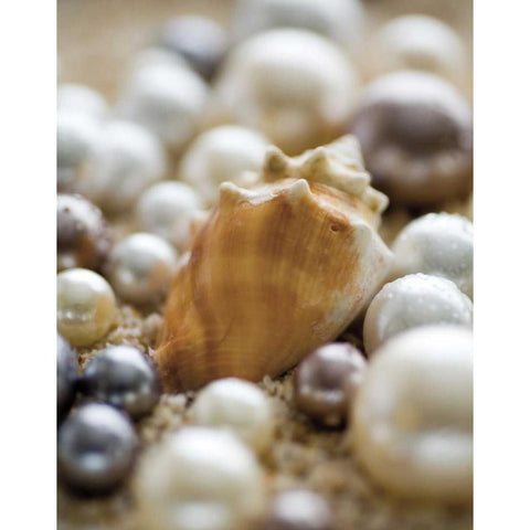 Sea Jewels III Black Modern Wood Framed Art Print with Double Matting by Maihara/Watt, Jeff/Boyce