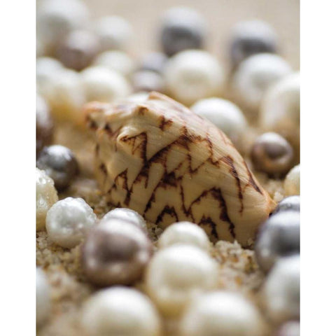 Sea Jewels IV Black Modern Wood Framed Art Print by Maihara/Watt, Jeff/Boyce