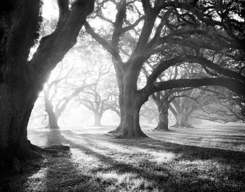 Oak Alley, Light and Shadows Black Ornate Wood Framed Art Print with Double Matting by Guion, William