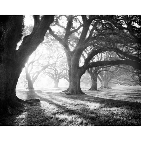 Oak Alley, Light and Shadows White Modern Wood Framed Art Print by Guion, William