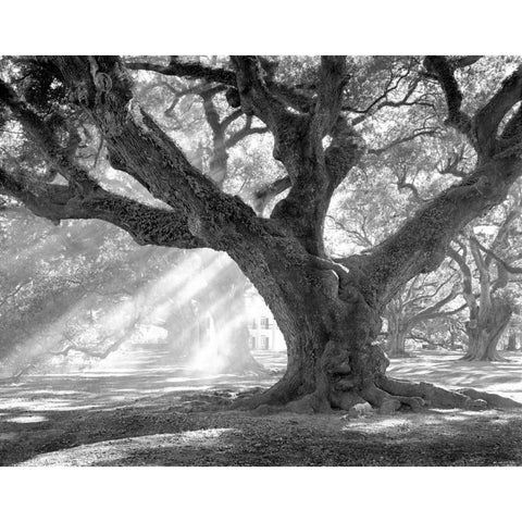 Andrew Oak - Afternoon Light White Modern Wood Framed Art Print by Guion, William