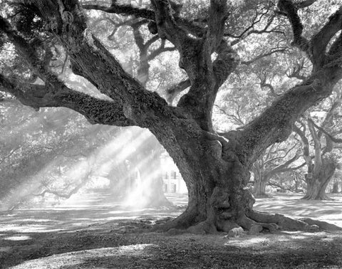 Andrew Oak - Afternoon Light Black Ornate Wood Framed Art Print with Double Matting by Guion, William
