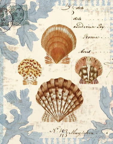 Seashell Collection I Black Ornate Wood Framed Art Print with Double Matting by Berg, Sabine