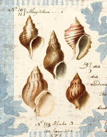 Seashell Collection II White Modern Wood Framed Art Print with Double Matting by Berg, Sabine