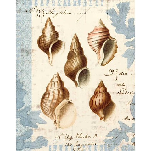 Seashell Collection II Black Modern Wood Framed Art Print by Berg, Sabine