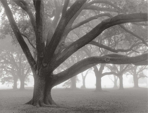 Oak Grove in Fog White Modern Wood Framed Art Print with Double Matting by Guion, William