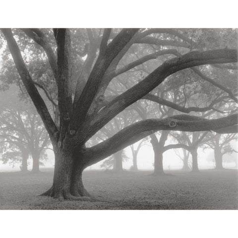 Oak Grove in Fog White Modern Wood Framed Art Print by Guion, William