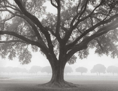 Silhouette Oak White Modern Wood Framed Art Print with Double Matting by Guion, William