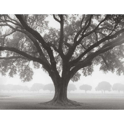 Silhouette Oak Black Modern Wood Framed Art Print with Double Matting by Guion, William