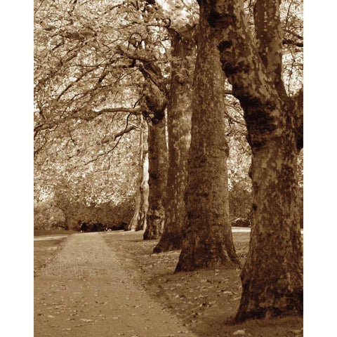 Autumn Stroll I White Modern Wood Framed Art Print by Maihara/Watt, Jeff/Boyce